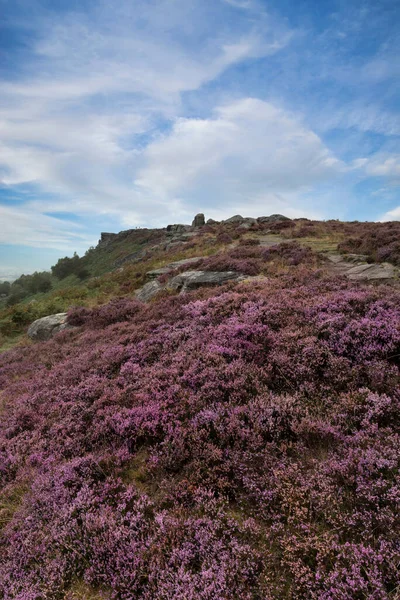 Wspaniały Angielski Peak District Krajobraz Curbar Edge Kolorowym Wrzosem Podczas — Zdjęcie stockowe