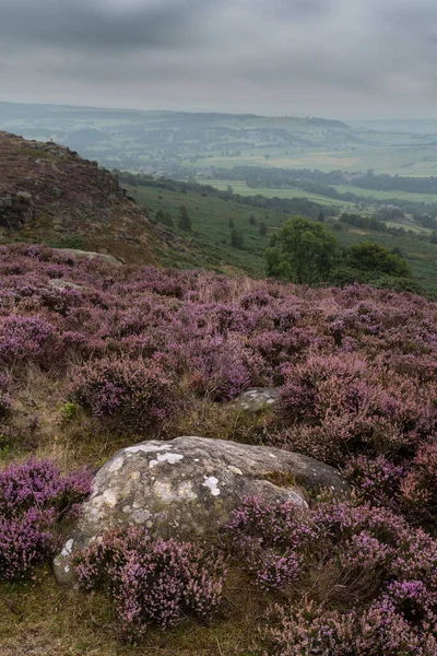 Wspaniały Angielski Peak District Krajobraz Curbar Edge Kolorowym Wrzosem Podczas — Zdjęcie stockowe