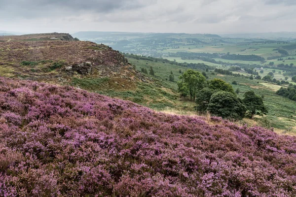 Wspaniały Angielski Peak District Krajobraz Curbar Edge Kolorowym Wrzosem Podczas — Zdjęcie stockowe