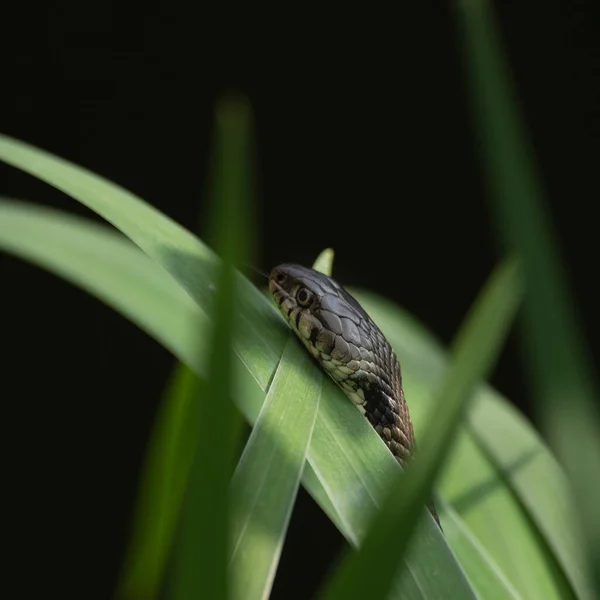 Закрыть Портрет Травы Snake Natrix Natrix Траве Летнем Саду — стоковое фото