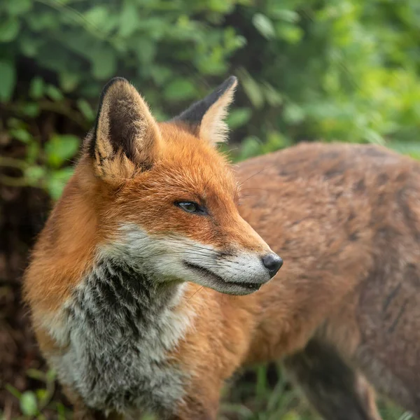 Schöne Nahaufnahme Porträt Von Rotfuchs Vulpes Vulpes Mit Buntem Hintergrund — Stockfoto