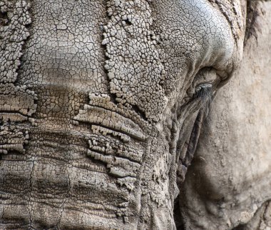 Afrika fili loxodonta africana yüz portre kadar yakın