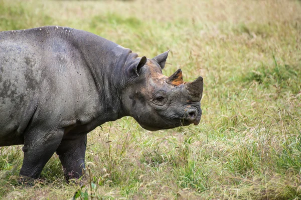 Black rhinoceros diceros bicornis michaeli in captivity — Stock Photo, Image