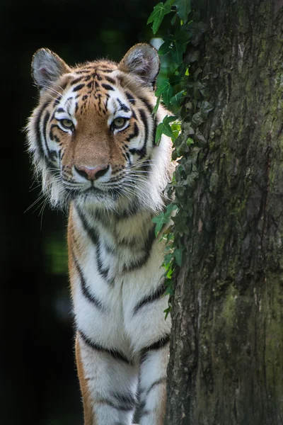Bengal tiger panthera tigris tigris i fångenskap — Stockfoto