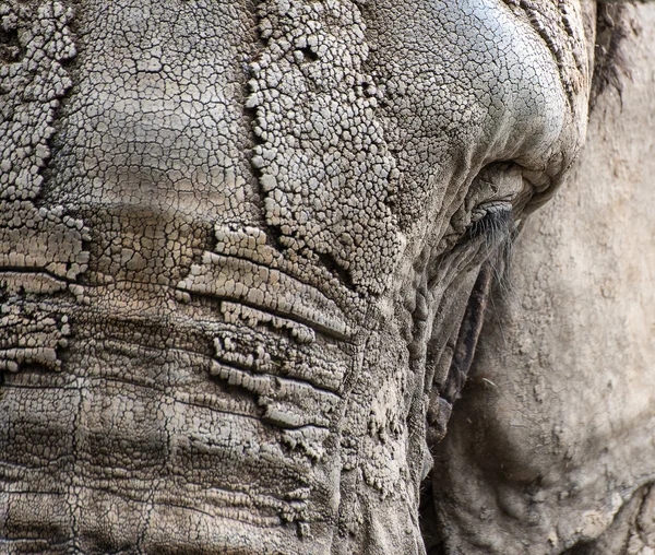 Primer retrato facial del elefante africano Loxodonta Africana — Foto de Stock