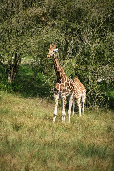 Zsiráfok futó ha mező napos giraffa camelopardalis — Stock Fotó
