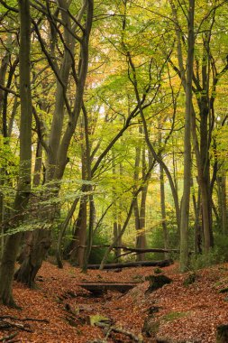 orman manzarası güzel canlı sonbahar sonbahar renkleri