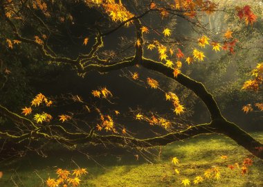 Beautiful golden Autumn leaves with bright backlighting from sun clipart