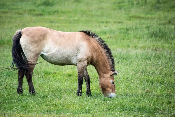 Przewaski hästen equus ferus przwealski i fångenskap — Stockfoto