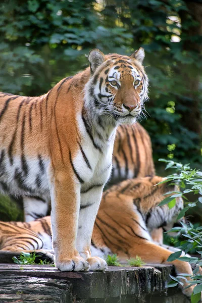 Bengal tiger panthera tigris tigris i fångenskap — Stockfoto