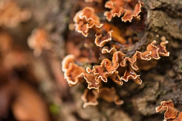 Höstens svamp på döda fallna träd — Stockfoto