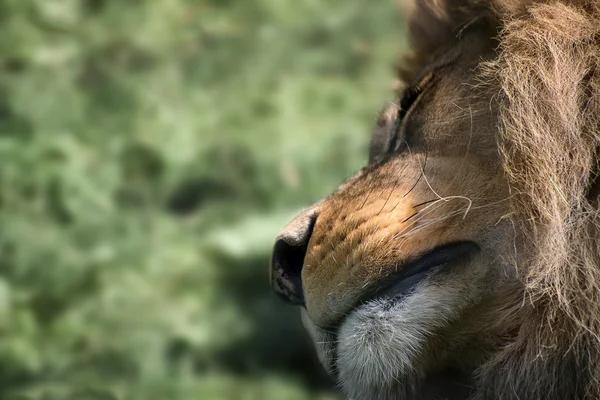 Unusual facial portrait of sleeping Barbary African Atlas Lion — Stock Photo, Image