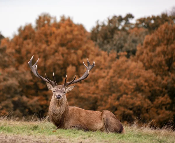 レッド ・ ディア鹿秋 rutting 季節の間に — ストック写真