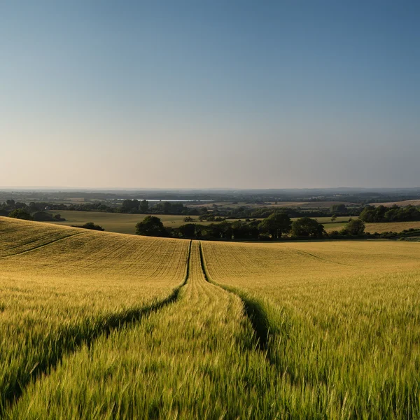 Paisaje impresionante campo de trigo en verano puesta del sol — Foto de Stock
