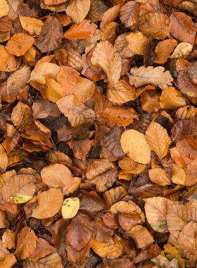 Golden beech tree leaves on ground in Autumn clipart