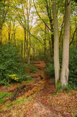 orman manzarası güzel canlı sonbahar sonbahar renkleri