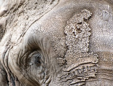 Afrika fili loxodonta africana yüz portre kadar yakın