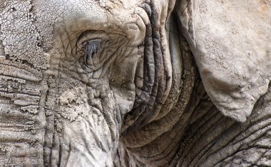Afrika fili loxodonta africana yüz portre kadar yakın