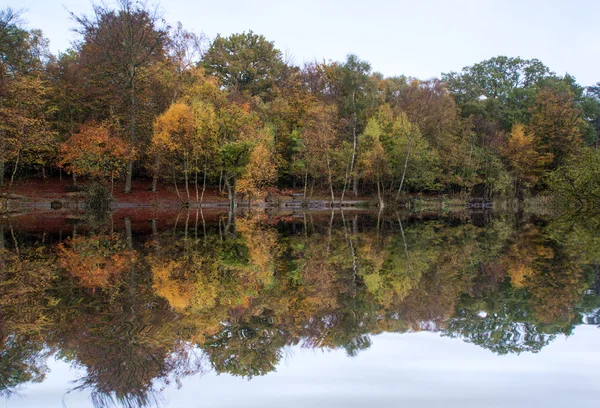 Krásné zářivé podzimní lesní reflecions v klidné jezero vodách — Stock fotografie