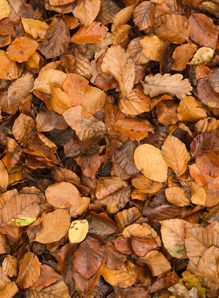 Faggio dorato foglie a terra in autunno — Foto Stock