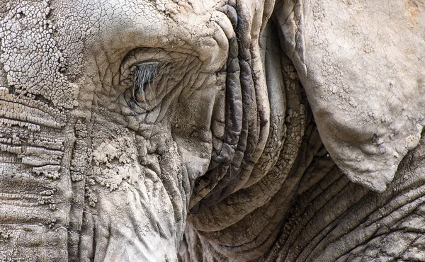 Close up facial portrait of African Elephant Loxodonta Africana — Stock Photo, Image