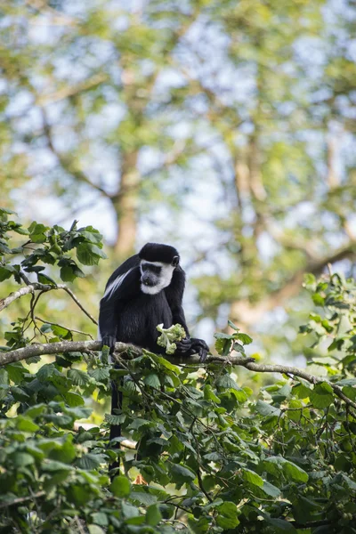 Macaco De Brazza comendo nas copas das árvores Cercopithectus neglectus — Fotografia de Stock