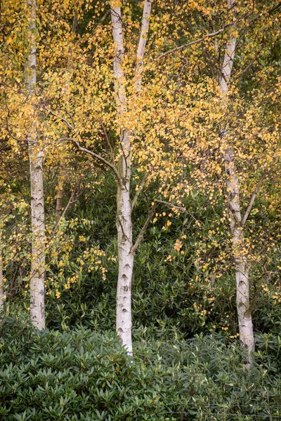 Hermoso color de otoño en el bosque — Foto de Stock