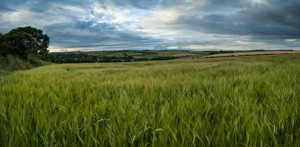 Atemberaubende Landschaft Weizenfeld im Sommer Sonnenuntergang — Stockfoto