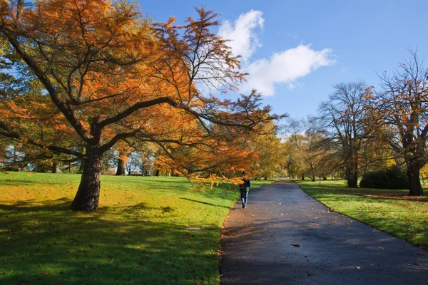 Impresionante paisaje de otoño vibrante de camino a través del parque —  Fotos de Stock