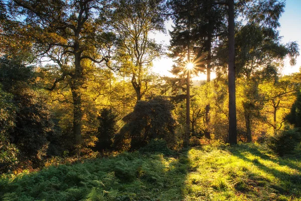 Impresionante paisaje de otoño vibrante de sol estalló a través de los árboles en f —  Fotos de Stock