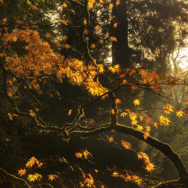 Beautiful golden Autumn leaves with bright backlighting from sun — Stock Photo, Image