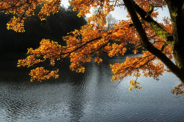 Stunning backlit Autumn golden tree with lake in background — Stock Photo, Image