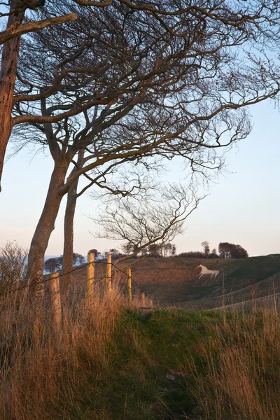 Oude krijt wit paard in landschap aan cherhill wiltshire eng — Stockfoto
