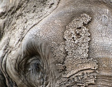 Afrika fili loxodonta africana yüz portre kadar yakın