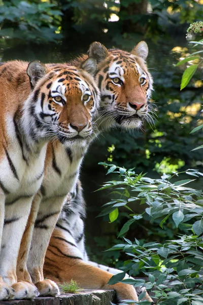 Bengal tiger panthera tigris tigris i fångenskap — Stockfoto