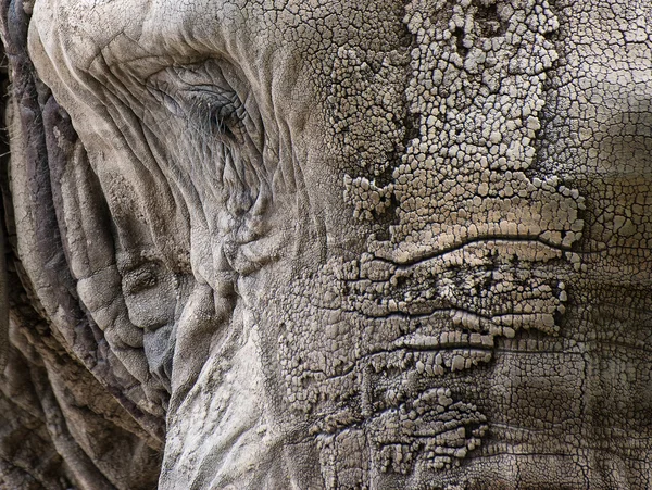 Close up facial portrait of African Elephant Loxodonta Africana — Stock Photo, Image