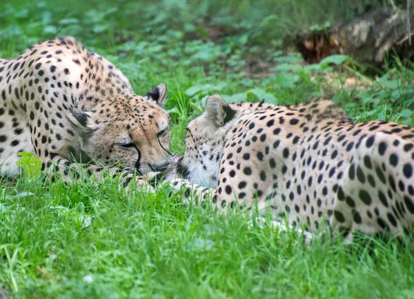 Two cheetahs fighting with piece of meat Acinonyx Jubatus — Stock Photo, Image