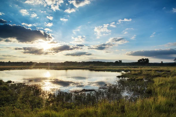 Verão pôr do sol paisagem sobre zonas húmidas — Fotografia de Stock