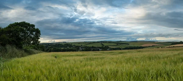 Çarpıcı kırsal manzara buğday alanında yaz günbatımı — Stok fotoğraf