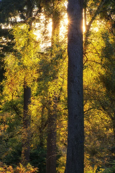 Splendido paesaggio autunnale vibrante di sunburst attraverso gli alberi in f — Foto Stock