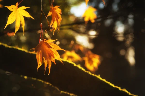 Belles feuilles d'automne dorées avec un rétro-éclairage lumineux du soleil — Photo