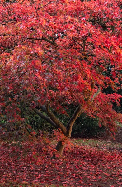 Hermoso árbol de arce japonés acer en color otoño completo — Foto de Stock