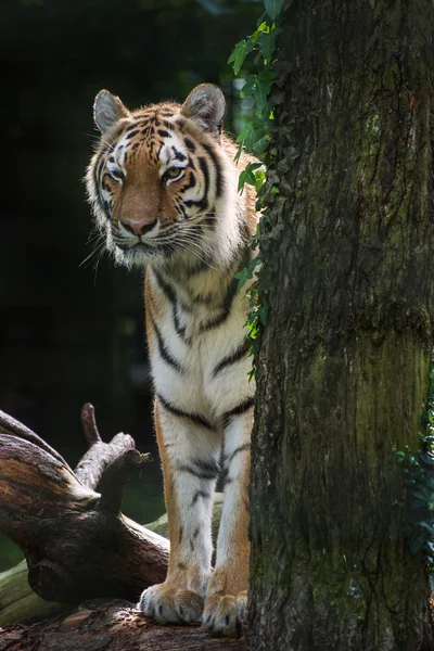 Бенгальский тигр Panthera tigris tigris в неволе — стоковое фото