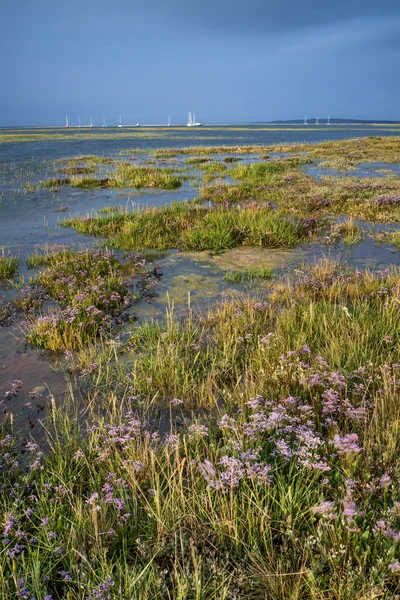 Landscape of wetlands foliage during stormy sky sunset — Stock Photo, Image