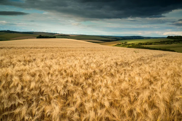 Stunning countryside landscape wheat field in Summer sunset — Stock Photo, Image