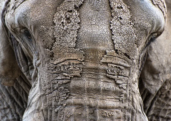 Zblízka do tváře portrét slona afrického loxodonta africana — Stock fotografie