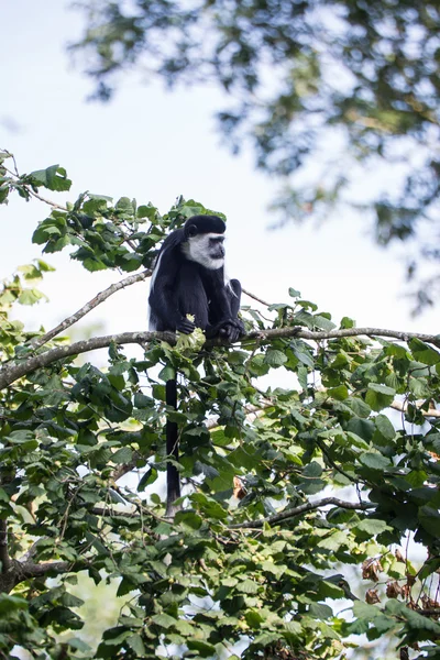 De brazza affe essen in baumkronen cercopithectus neglectus — Stockfoto