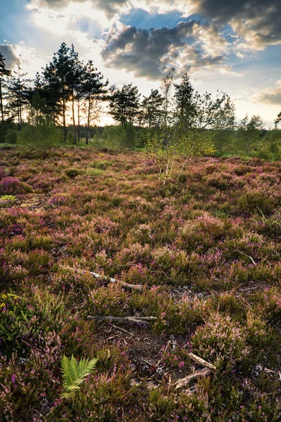 Krajobraz lato nad łąka fioletowy wrzosu podczas zachodu słońca — Zdjęcie stockowe