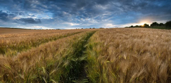 Çarpıcı kırsal manzara buğday alanında yaz günbatımı — Stok fotoğraf