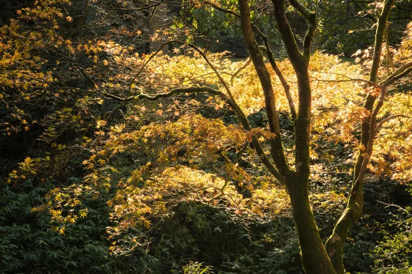 Impresionante paisaje de otoño vibrante de bosque — Foto de Stock